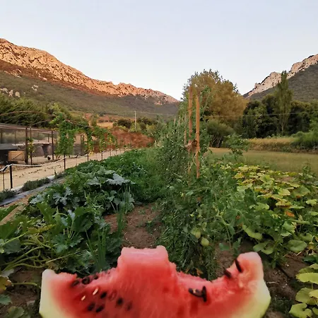 Ginepro Capelvenere * Dorgali